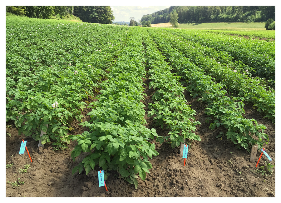 Innoplattform Bio Kompetenz im Bioanbau von Gemüse und Kartoffeln in der Schweiz Seeland Kerzers